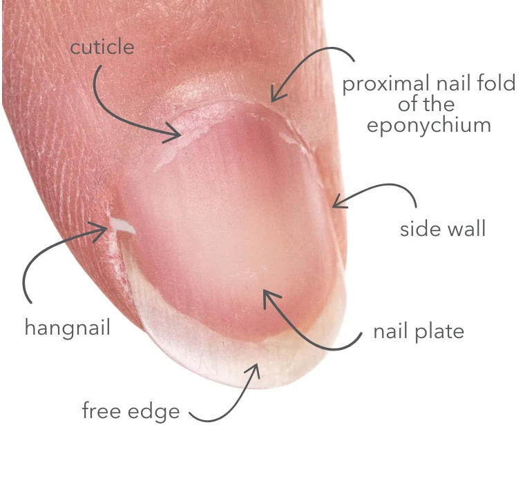 nail Cuticles area
